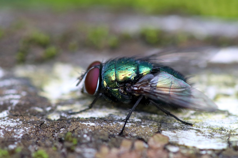 Bluebottle Flies: Important Facts And Prevention From Them